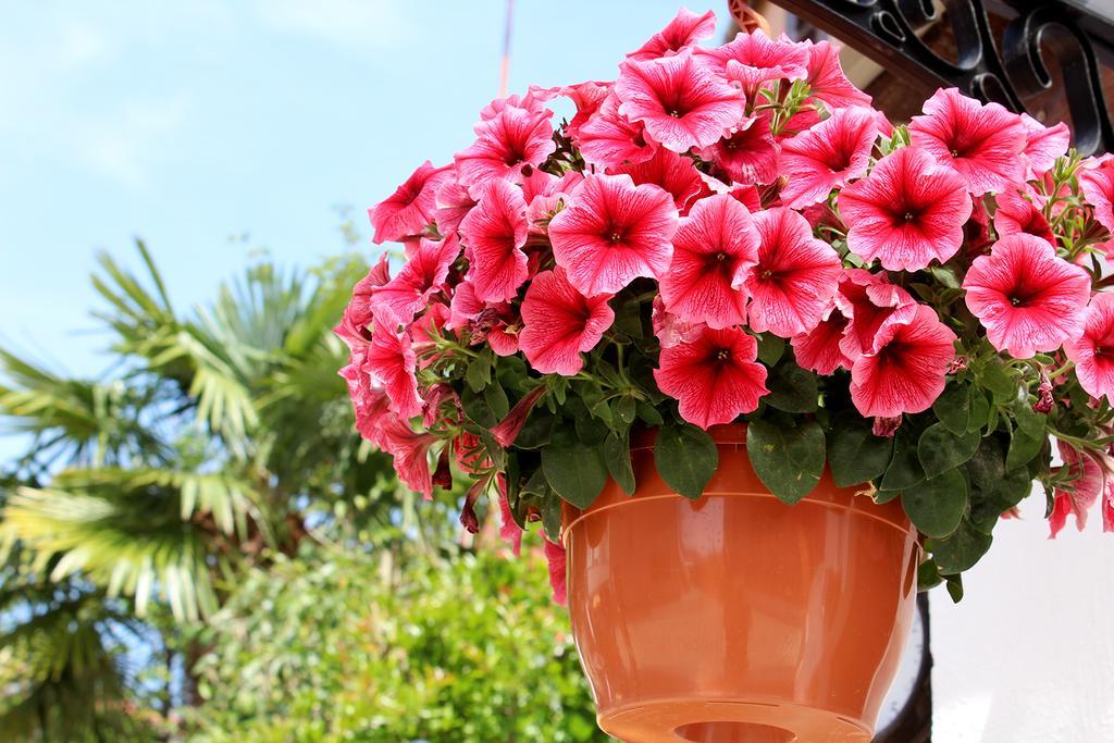 Garden Appartamento *